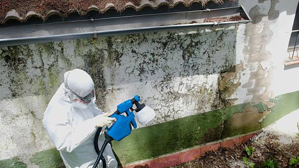 Trusted Mold Removal service in Hatfield, PA - Cheap Mold Removal